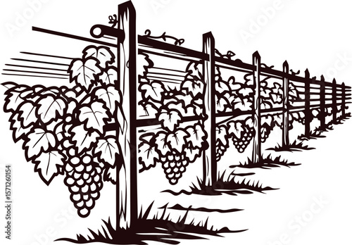 hand drawn vineyard grapevines on trellis with ripe grape clusters and foliage in vintage engraved sketch
