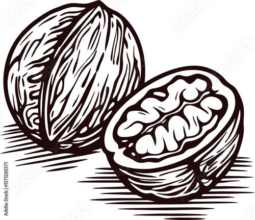 Hand drawn whole and half walnut illustration in vintage engraved isolated on white background