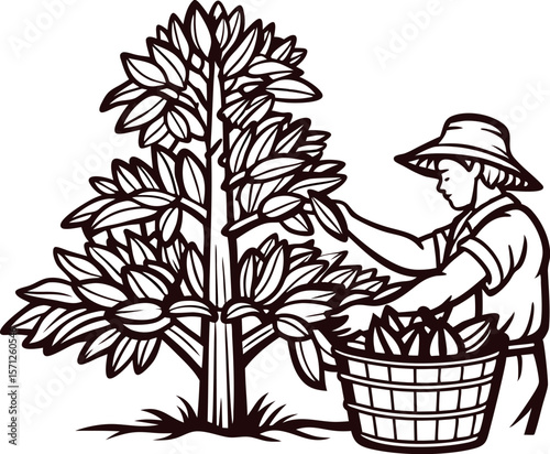 Hand drawn farmer harvesting cocoa pods from cacao tree with basket vintage farmworker sketch illustration