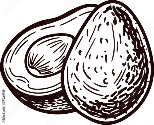 Hand drawn avocado with seed and half fruit isolated on white background vintage engraved illustration