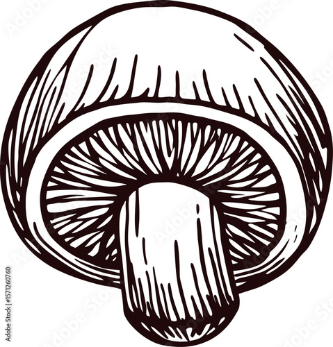 Hand drawn mushroom illustration with vintage hatching, sliced half view, botanical sketch on white background