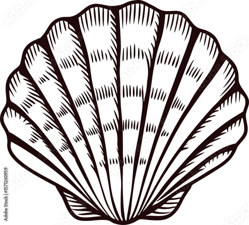 Hand drawn scallop shell isolated on white background vintage engraved monochrome marine illustration