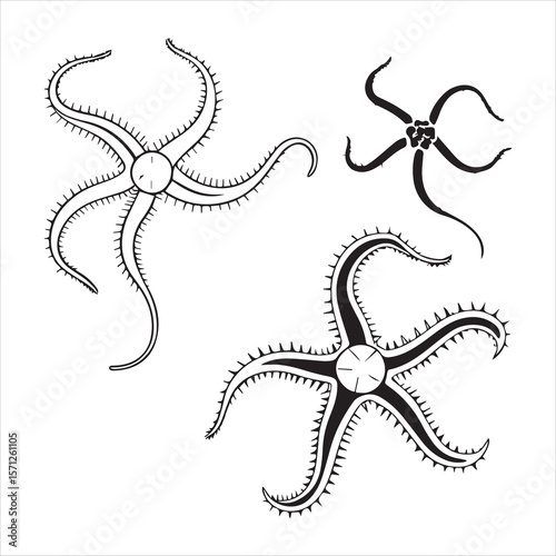 brittle star silhouette vector art