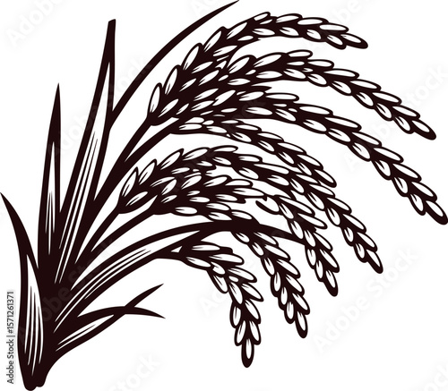 Hand drawn bundle of mature rice stalks with grains isolated on white background, vintage botanical illustration