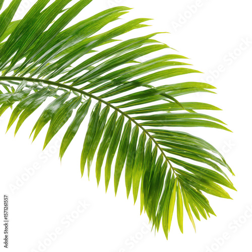 Vibrant green palm frond leaf isolated on transparent background