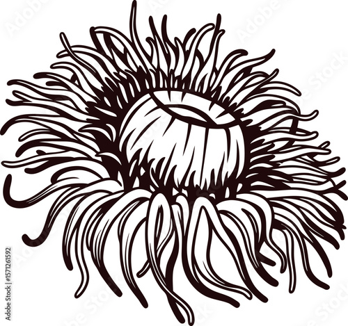 Hand drawn botanical illustration of single flower head with detailed petals and center in vintage engraved