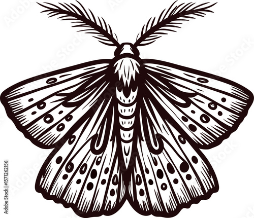 Detailed black and white vintage moth illustration with ornate patterned wings and feathery antennae isolated