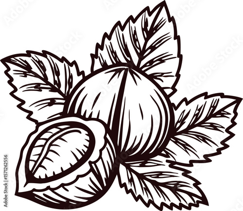 Hand drawn illustration of hazelnuts with leaves in vintage engraved black outline