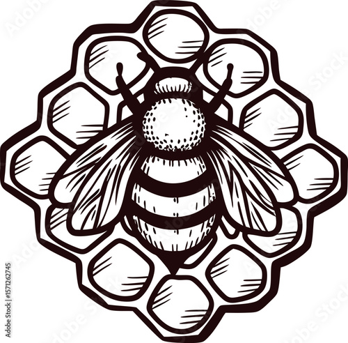 Detailed vintage engraving of a honeybee on honeycomb cells, hand drawn illustration in black lines on white background