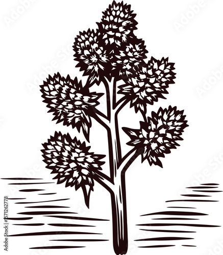 Hand drawn botanical illustration of a tree with foliage on white background in vintage woodcut