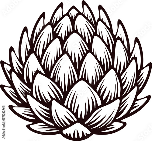 Hand drawn artichoke isolated on white background vintage botanical engraving illustration