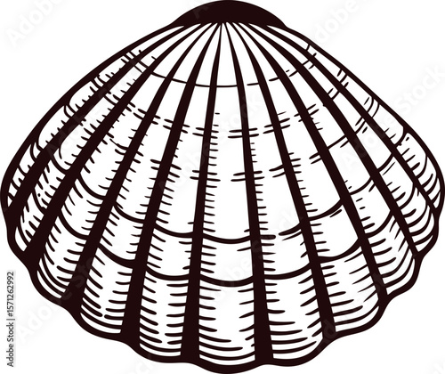 Hand drawn scallop shell illustration in detailed vintage engraving isolated on white background