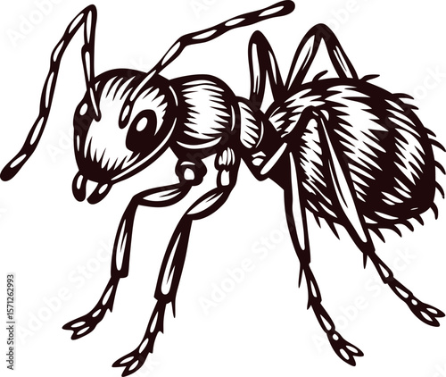 Detailed hand drawn illustration of an ant in vintage black and white engraving isolated on white background