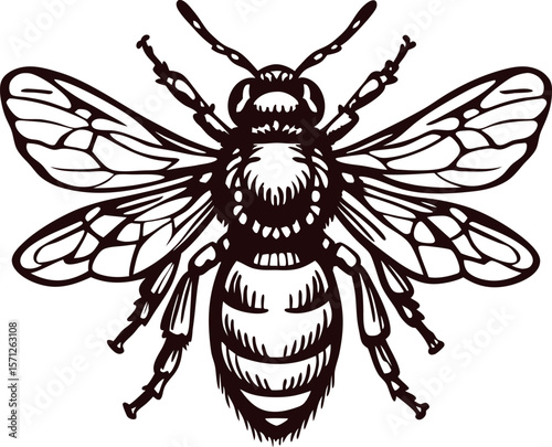 Intricate hand drawn honey bee illustration with detailed wings and body black lines on white background