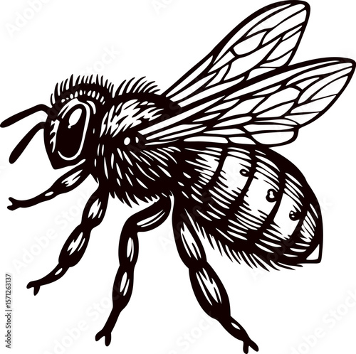 Hand drawn honey bee illustration with detailed wings and legs isolated on white background