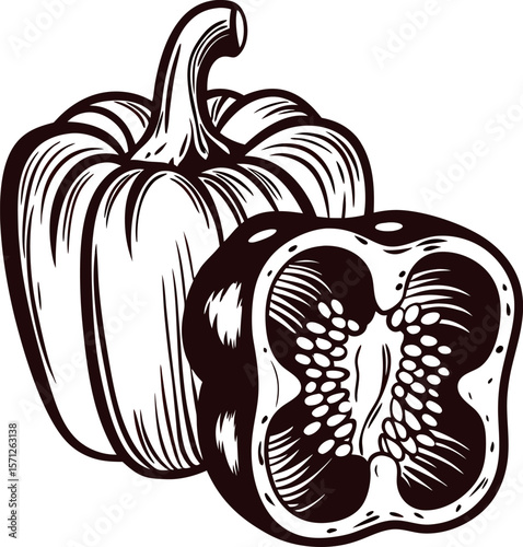 Hand drawn sliced bell pepper illustration with detailed cross section and seeds
