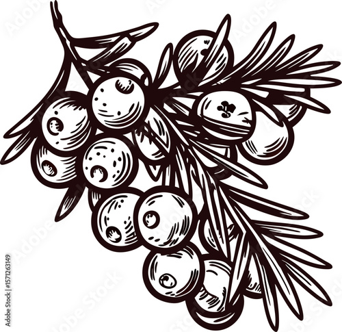 Hand drawn juniper berry branch with leaves and fruit vintage botanical illustration in engraved etching
