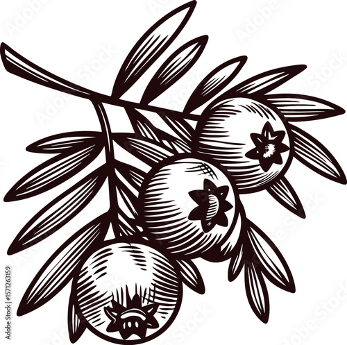 Hand drawn vintage juniper branch illustration with berries and leaves isolated on white background