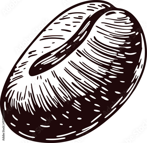 Detailed hand drawn illustration of a single coffee bean in brown engraving isolated on white background