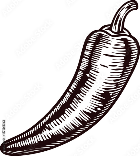 Hand drawn chili pepper illustration in vintage engraved on white background