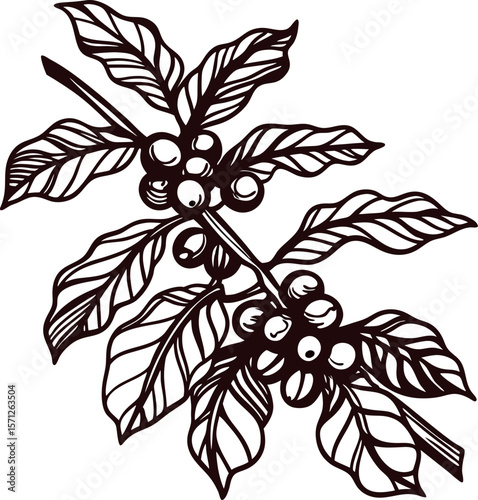 Hand drawn coffee plant branch with leaves and berries botanical vintage engraved illustration