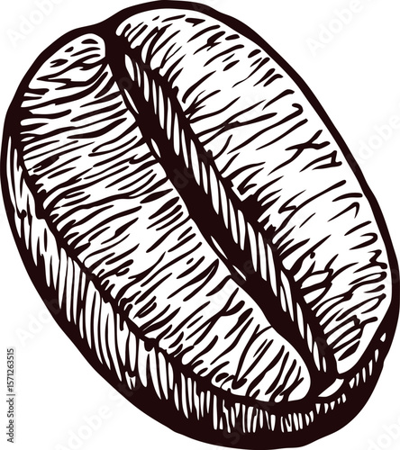 Hand drawn coffee bean isolated on white background vintage engraving botanical illustration