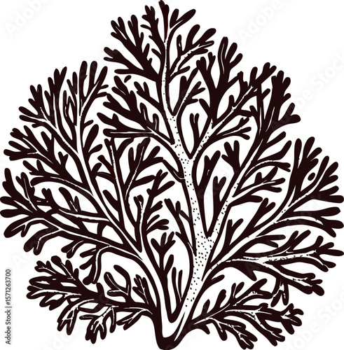 Hand drawn botanical illustration of branchy seaweed coral isolated on white in vintage engraved