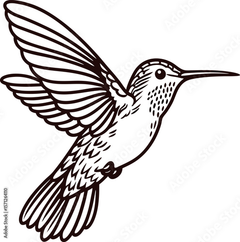 Detailed hand drawn illustration of a hummingbird in flight with wings spread isolated on white background