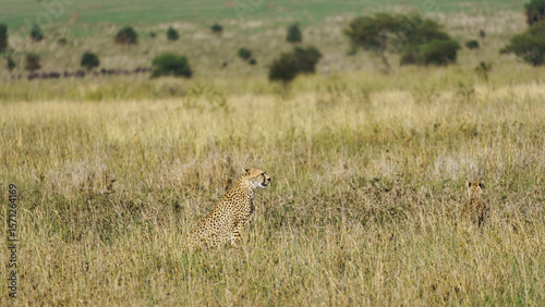 A cheetah camouflaged in tall grass of the African Savanna thrives in its natural habitat