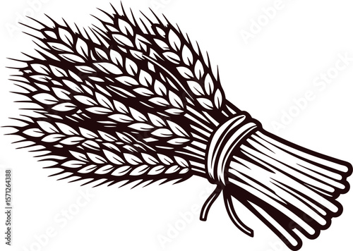 Bundle of wheat ears tied together isolated on white background vintage engraved illustration
