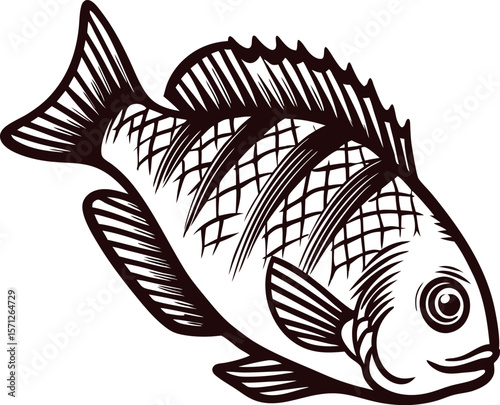 Hand drawn vintage fish illustration with detailed scales and fins isolated on white background