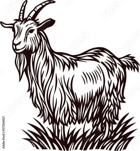 Hand drawn long haired goat standing in grass vintage engraved black and white illustration