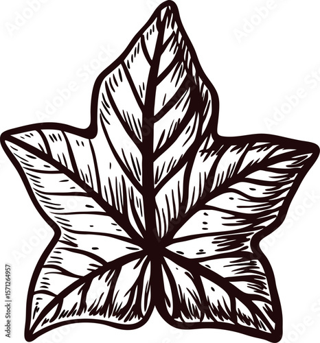 Hand drawn ivy leaf illustration in vintage engraved isolated on white detailed botanical sketch