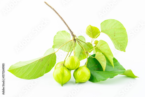 Wallpaper Mural Fresh tung fruit on white background Torontodigital.ca