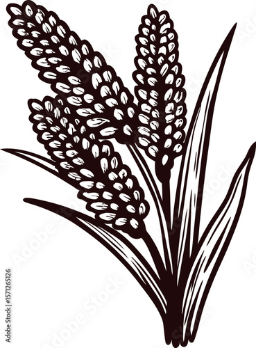 Vintage hand drawn wheat ear bundle illustration with leaves and grains isolated on white background