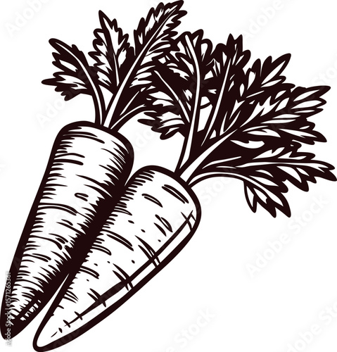 Hand drawn engraving of two carrots with leafy tops vintage vegetable sketch illustration in retro