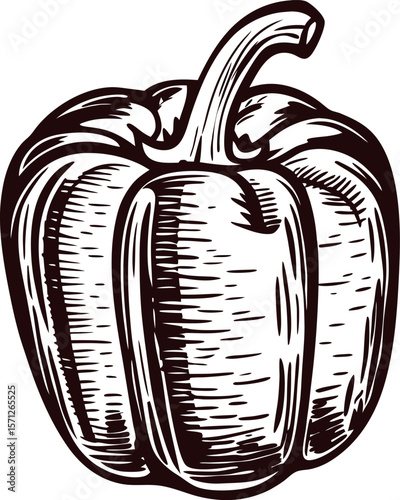 Hand drawn bell pepper illustration in vintage engraved isolated on white background