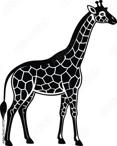 Cute young giraffe vector illustration, isolated on a white background, standing tall with a long neck ,happy, tail, drawn, style, pose, cervid, savanna