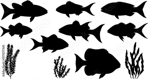 sea animals, fish, algae set silhouette ,on white background, vector
