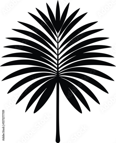 palm frond on white background.eps