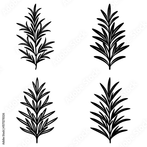 Four rosemary sprigs in black outline isolated on a white background in a simple botanical style art