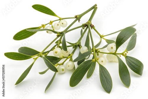 viscum album isolated on white