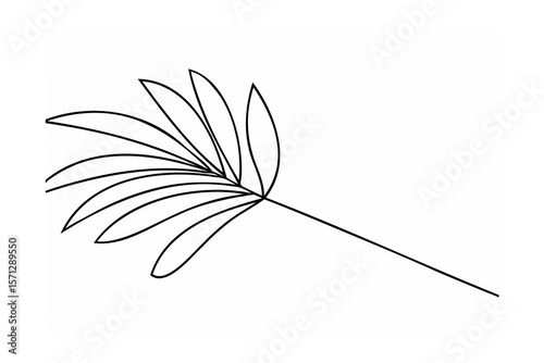 Delicate black leaf frond plant botanical