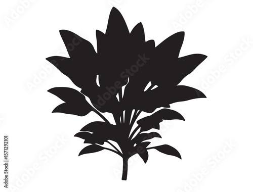  Spinach Plant Silhouette black Vector Image white background