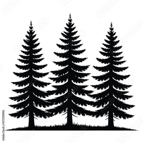 Three tall black pine trees with fluffy branches stand in a row on white background