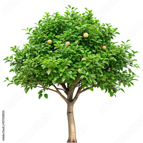 A lush green tree with ripe oranges isolated on transparent background