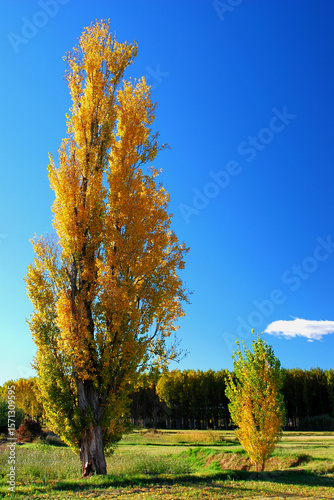 Small poplar next to a big one with ochre autumn colours