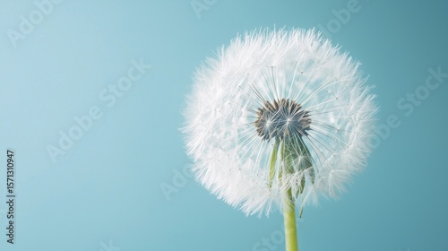 A white dandelion against a blue background. The dandelion concept of nature and growth. The image emphasizes the simplicity and beauty of the flower.