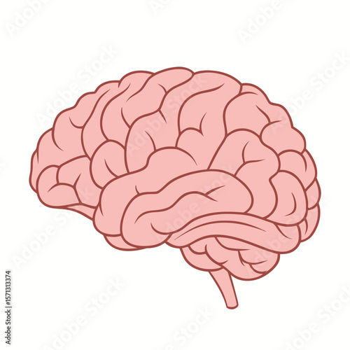 Pink brain with dark outline vector illustration