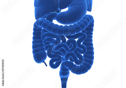 Detailed Blue Anatomical Illustration of the Human Digestive System on Transparent Background for Medical and Scientific Education